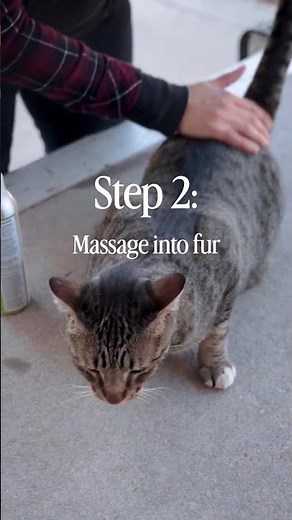 Here’s how to protect your cat from fleas and ticks