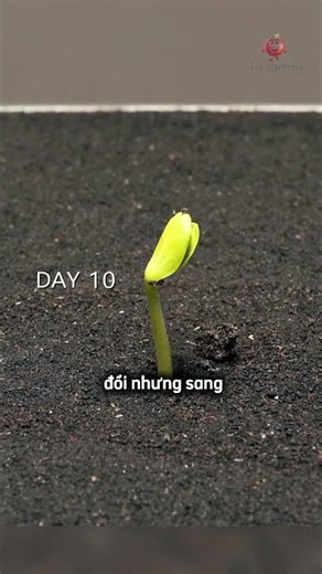 Trồng hạt dưa 50 ngày sẽ ra sao 😳