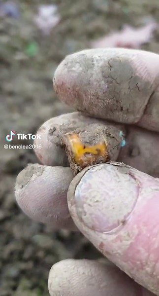 #Metaldetector#History#bague#pigeon#followers#xp metaldetecting #pourtoi#@Sub détection#dépollution#MINELAB#viraldetection#garrett métal#colombophile#