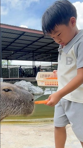 คาปิบาร่ามากินแครอทของเคนจิ #น้องเคนจิ #สวนสัตว์ #zoo #คาปิบาร่า