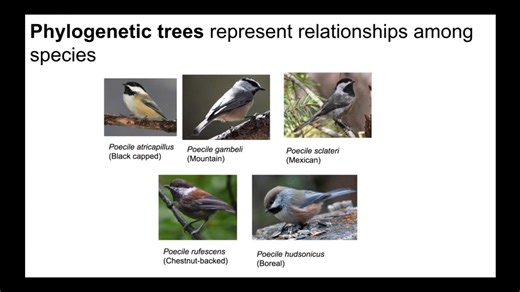 Understanding Phylogenetic Trees