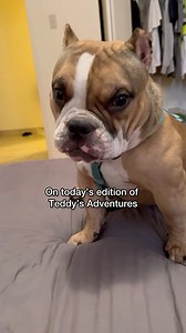 And they think me and my bully brothers and sisters are the problem 😢 | Teddy Themicrobully