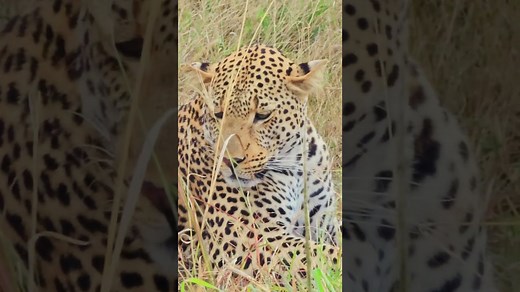 Up Close With a Magnificent Male Leopard