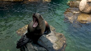 2.1K views · 178 reactions | Steller sea lions' impressive low-frequency vocalizations sound more like a roar when compared to California sea lions, which sound more like a bark! | Mystic Aquarium | Facebook