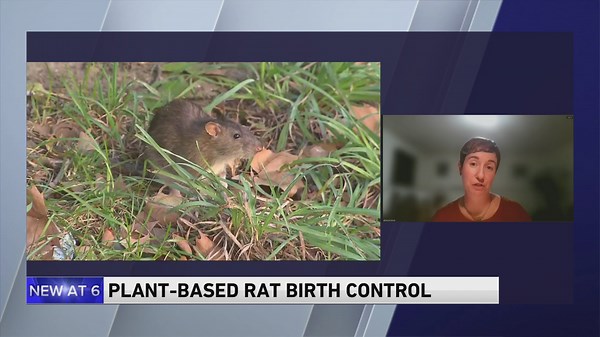 Chicago study explores rat contraception as safer alternative to poison