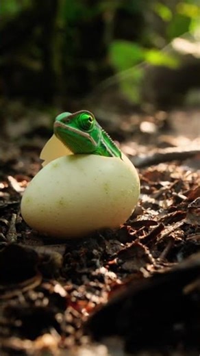 Frilled Chameleon hatching #wildlife #chameleon #hatching