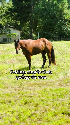 Sarah Grace (@sarah.grace.collins)’s video of gelding