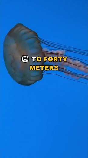 Why a Lion Dies in Seconds Against This Jellyfish