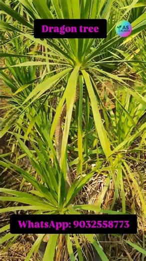 Dracaena Draco Multihead 🌿 Royal Look Plant for Garden 😍 #shorts #kadiyam #dracena