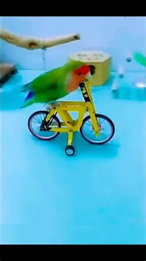 Hilarious Parrot Compilation | Talking Parrots, Funny Moments & Cute Bird Reactions #Shorts #parrot