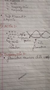 amen:-ActinTropomy osinTroponinThick filament:-Myosin1). ... | Filo