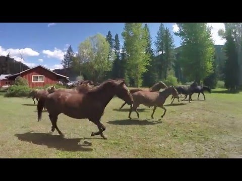 Happy Horses Splashing in Pond, Running, Bucking and Playing