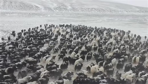 Tibetan nomads and their yaks navigate the snowy expanses of the Tibetan Plateau in winter. The yaks provide essential support for sustaining the nomads through the harsh cold season. #tibet | SnowLion Tours - Journey to Tibet