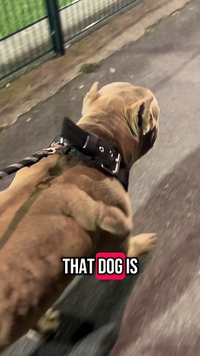 Most Muscular Dog Breeds: A Look at XL Bullies