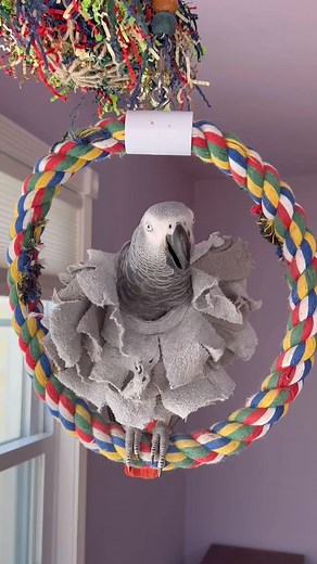 Symon says： No growl A-Hole😳🤣Dad says I’m a wackadoo today😂#symontheafricangreyparrot #ta #parrot #parrotsofinstagram #bird #birdsofinstagram #parrots #birds #parakeet #love #california #petsofinstagram #nature | Villagelifeinmountains