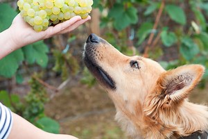 Here's What to Do If Your Dog Accidentally Eats Grapes