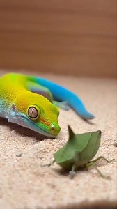 The definitive ingestion mechanics of Phelsuma Klemmeri processing the Thorn Bug's specialized defense. #reelsviralシ #fypシ #reelschallenge #foryouシ #shorts #nature | The Arthropod Arena