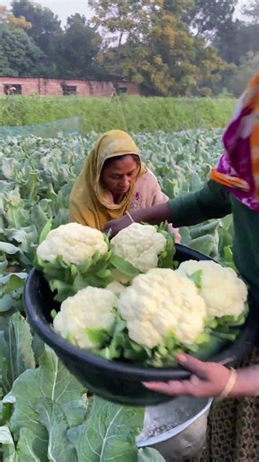 Cauliflower Harvest Season – Hard Work in the Farm