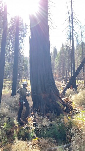 Piper Bates on Instagram: "Favorite time of year to cut timber! It’s been three years since the Caldor fire and these road hazards are getting trickier to cut by the season 🌲🌲 #lumberjill #lumberjack #timber #felling #stihl #womenintrades #logging #timberfallersdoitbetter #treework"