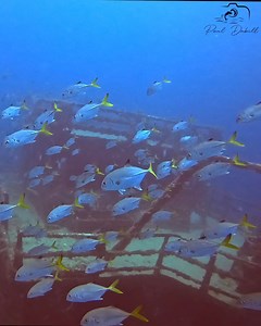Beautiful shipwreck scenery while freedive spearfishing off Palm Beach, Florida. Filmed 5-11-2023. | Paul Dabill Photography