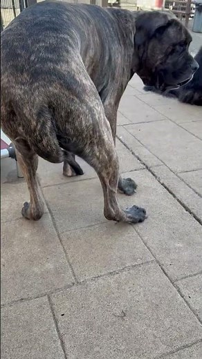 Meet Frankie a Great Dane currently available for adoption! 5/27/2025 10:24:35 AM