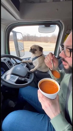 Dog Driving Truck? #pug #frank #puppy