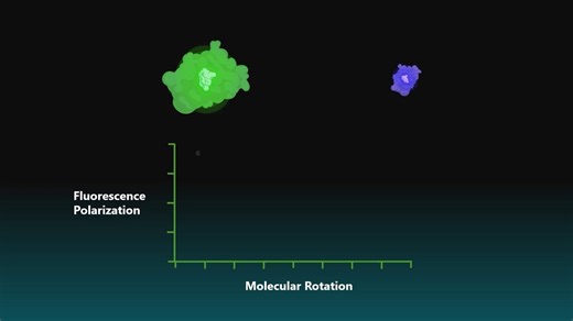 荧光偏振（FP）检测的原理，实验设置和数据处理