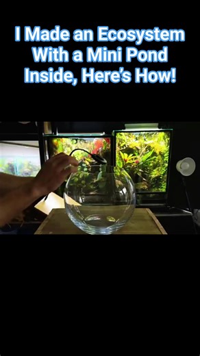 I Made an Ecosystem With a Mini Pond Inside, Here’s How! #terrarium #paludarium | Jank gondek video