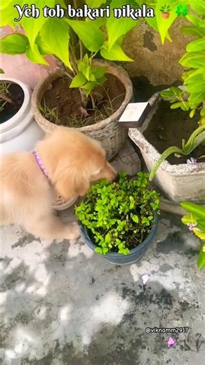 I Adopted a Golden Retriever... But It Turned Out To Be a Goat 😂🐐 | Funny Pet Moments