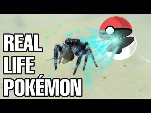 MEET MY ADORABLE BABY JUMPING SPIDERS (Phidippus regius)