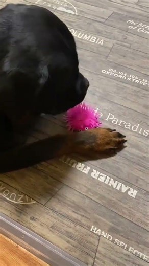 🐾 My Cute Black Dog | Funny, Cute & Heartwarming Moments #BlackDog #CuteDogVideos #FunnyDog
