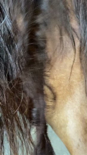 How to Remove Dreadlocks from Your Horse's Tail