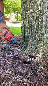 This comes with tree work 🌳 #squirrel #treeservice #trees | Janny Tree