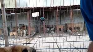 BITTE ZAHLREICH TEILEN ... Targu Jiu Rumänien Public Shelter Stefan , Ruede , 1 Jahr , lieb , anhänglich , verspielt ... Sucht ein aktives Zuhause ... Du möchtest uns bei unserer Arbeit unterstützen und Leben retten? Dann werde Mitglied! www.streunerparadies.at/hilfe/mitgliedschaft Kontoverbindung Streunerparadies IBAN: AT21 3304 1000 0102 5998 BIC: RLBBAT2E041 Raiffeisenbank Königsdorf PayPal: streunerparadies@aon.at | Streunerparadies