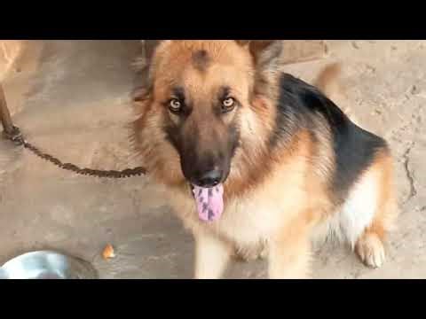 Agressive dog barking sound dog barking dog voice animals voice sound cute puppy funny barking.