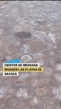 CIENTOS de MEDUSAS invaden playas en OAXACA #shorts