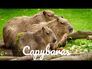 Relaxing Music For Stress Relief - Capybaras - 3 HOURS of Calming Meditation Study Sleep Music