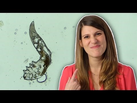 You Have Mites Living On Your Face