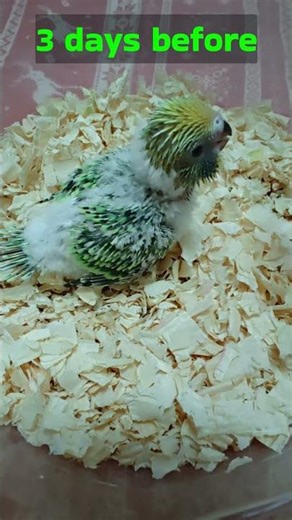 English Baby Budgie growth!!🥰🐣❤️ #birds #budgie #green