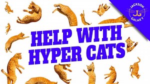 Living With A Hyper Cat Or Kitten