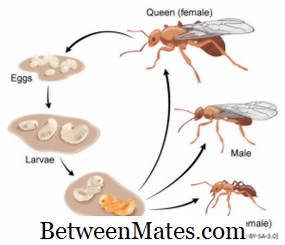 Unterschied zwischen Larve und Pupa | Larve vs Pupa - Wissenschaft & Natur 2026