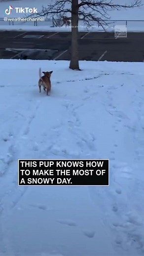 This dog delights in sledding downhill in the Colorado snow. #snow #winter #doglife #puppy #Colorado #news #fyp #dog | The Weather Channel