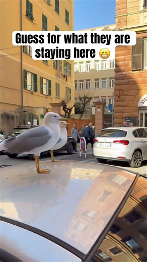 seagulls are surprisingly romantic. They tend to mate for life and are incredibly protective parents