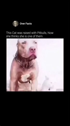 Over Facts on Instagram: "When a cat is raised alongside a Pitbull, or any dog they deeply bond with, they often undergo a process called social learning or behavioral mimicry. Because cats are highly observant predators, they naturally pick up on the social cues and habits of those they consider part of their "pack." If a cat loves and trusts a Pitbull, she may begin to mirror its actions—such as greeting owners at the door, wagging her tail in a similar rhythm, or even attempting to "play figh