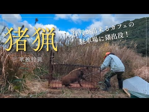 行列が出来るカフェに猪出没！箱罠を仕掛けました！