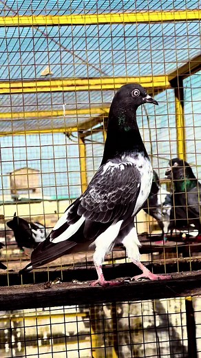 Exploring the Unique Attributes of Pigeons in Nature