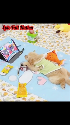  When your cat jumps and instantly regrets it!  #funnycat #catvideos #catfails #viralvideo #funnyanimals | Epic Fail Nation | Facebook