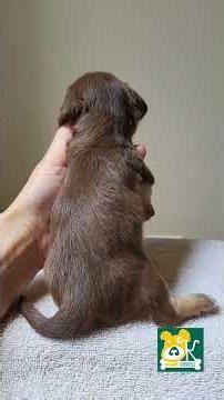 Reese, a mini dachshund 🐶 Croft Kennels