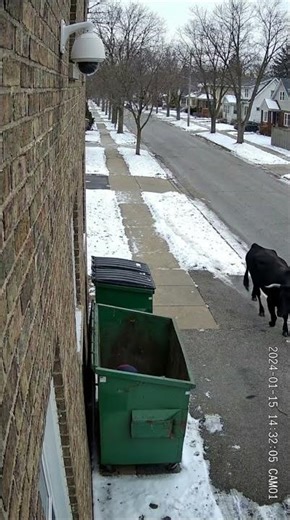 Dude vs. Bull: Dumpster Dive for Your Life!