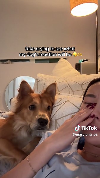 Dog's Reaction to Fake Crying: Heartwarming Moments